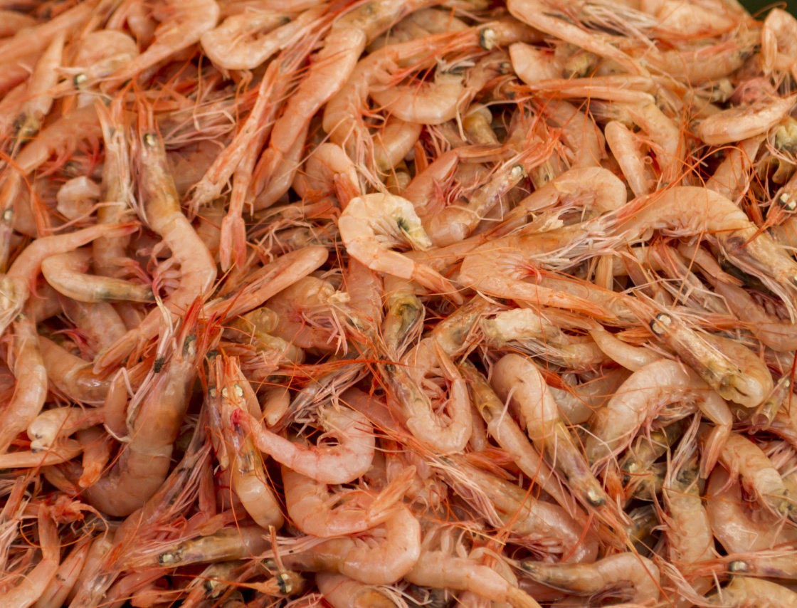 'Fresh shrimps in the fish market' - Spalato